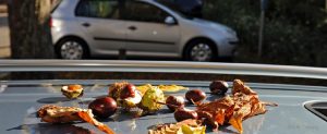 Kastanienhagel im Herbst (auf dem Auto) ist nicht Teilkasko versichert!