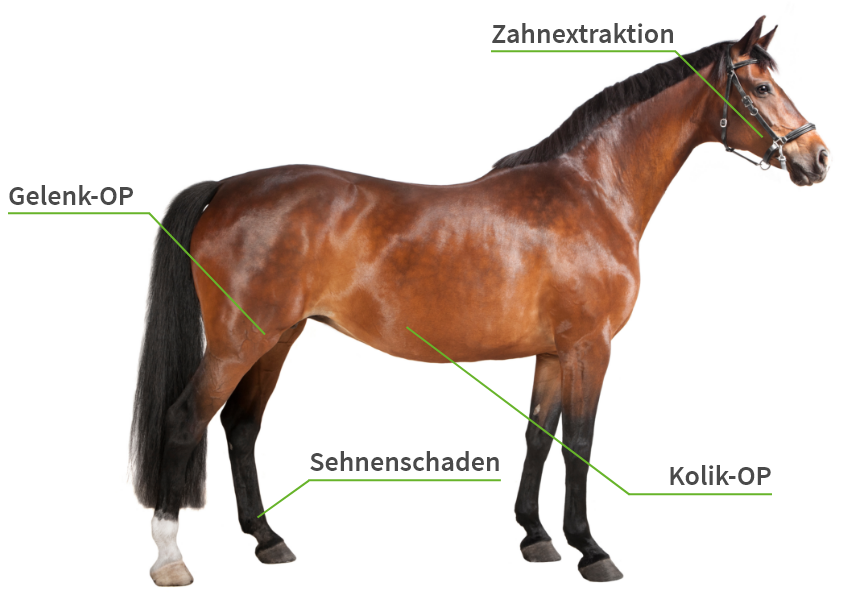 Typische Pferde-OPs im Überblick, Quelle: Uelzener Tierärztinnen